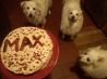 Kona K's Doggie Birthday Cake. Photo by ChelleV2