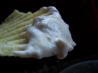 Take a Big Bite French Onion Dip