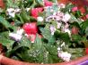 Watermeon and Feta Salad