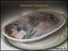 #1 Favorite Chinese Steamed Whole Fish by Sy