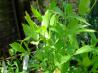 Lovage Butter