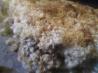 Campbells  Turkey-Broccoli Divan. Recipe by couponmommy123