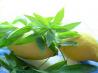 Lemon Verbena Ice Cream from a French Country Herb Garden