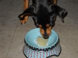 Pupsicles
