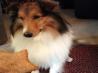Peanut Butter Treats for Dogs. Recipe by animal_luver