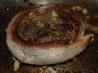 Coonass Filet Mignon