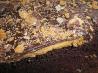 Reese's Peanut Butter Cake. Recipe by SJBisanz
