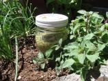 Green Curry Paste – Thai