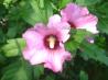 Stuffed Rose of Sharon. Recipe by Sharon123