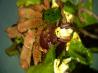 No-Cook Roast Beef Salad With Goat Cheese and Balsamic. Recipe by ChefDLH