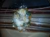 Seared Scallops on Lemon and Spinach Risotto. Photo by SweetBread615