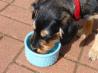 Simple Frosty Paws. Recipe by MyMagicMoo