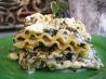 Artichoke Spinach Lasagna