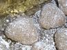 Turkish Sand Cookies (Curabies)