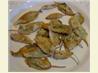 Battered and Baked Sage Leaves