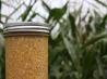 Canned Corn