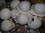Dirty Snowballs