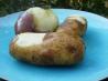 Easy Unique Way to Boil and Peel Potatoes. Recipe by gailanng
