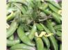 Minted Sugar Snap Peas. Recipe by MizzNezz