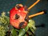 Ladybug Apples