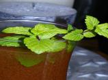 Warm Spiced Rum and Apple Punch