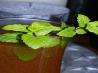 Warm Spiced Rum and Apple Punch. Recipe by katew