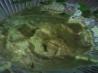 Spring Green Guacamole. Recipe by jonesies