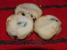 Cranberry-White Chocolate Shortbread. Recipe by Chef #578080