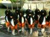 Perky Olive Penguins
