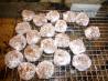 Christmas Pfeffernusse Cookies. Recipe by Cupcake-Princess