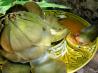 Alcachofas En Vinagreta Aromatica (Artichokes in Vinaigrette)