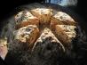 Parsley  and Chive Scones