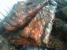 Texas BBQ Ribs