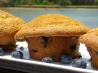 Fresh Blueberry Sour Cream Muffins