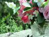 Exotic Orange Blossom Water and Rose Water - Make Your Own!