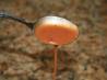Bea's Version of Swiss Chalet Dipping Sauce. Recipe by Pink_Diamond