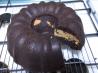 Peanut Butter and Chocolate Bundt Cake. Recipe by Laowai wife