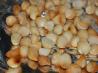 How to Toast Macadamia Nuts