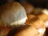 Italian Bread