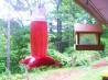 Hummingbird Syrup for Feeders. Recipe by Jkurzz_wifey_62