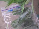 Freezing Herbs--Basil, Rosemary, Thyme, Oregano, Cilantro, Parsl. Photo by Dreamer in Ontario