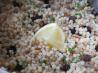 Israeli Couscous With Pine Nuts and Fresh Parsley. Recipe by Cookgirl