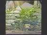 Olive Oil With Herbs