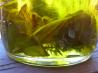 Olive Oil With Herbs
