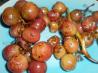 Grilled Grapes