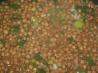 Cypriot Sour Lentil Soup (Fakes Xithati) (Vegan)
