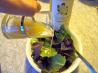 Elderflower Vinaigrette