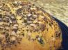 Cheesy & Seedy Jalapeno Bread (Abm). Recipe by Katzen