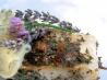Old English Herb Rub for Fish. Recipe by Chocolatl