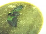 Easy Green Soup